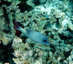 Parupeneus insularis