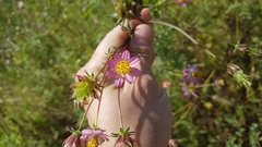 Cosmos caudatus
