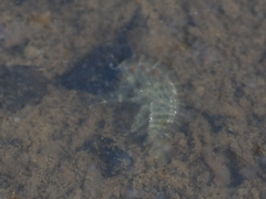 Gammarus fasciatus