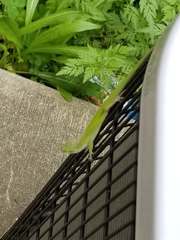 Anolis carolinensis