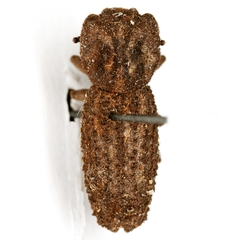 Sesaspis emarginata