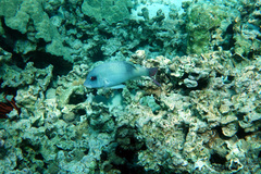 Parupeneus insularis