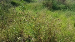 Cosmos caudatus