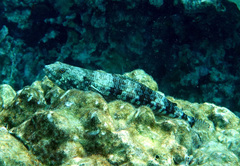Synodus variegatus