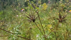 Cosmos caudatus