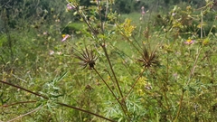 Cosmos caudatus