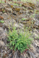 Sanguisorba minor balearica