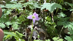 Claytonia caroliniana