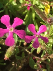 Saponaria calabrica