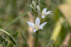 Ornithogalum narbonense