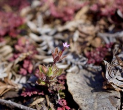 Collomia heterophylla