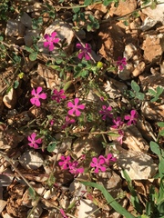 Saponaria calabrica