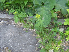 Sisymbrium loeselii