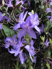 Rhododendron × hybridum