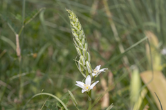 Ornithogalum narbonense