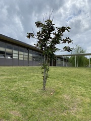 Magnolia grandiflora