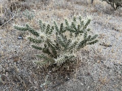 Cylindropuntia ganderi