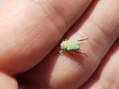 Hoplia parvula