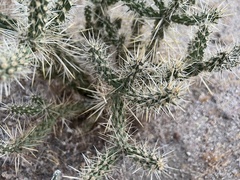 Cylindropuntia ganderi