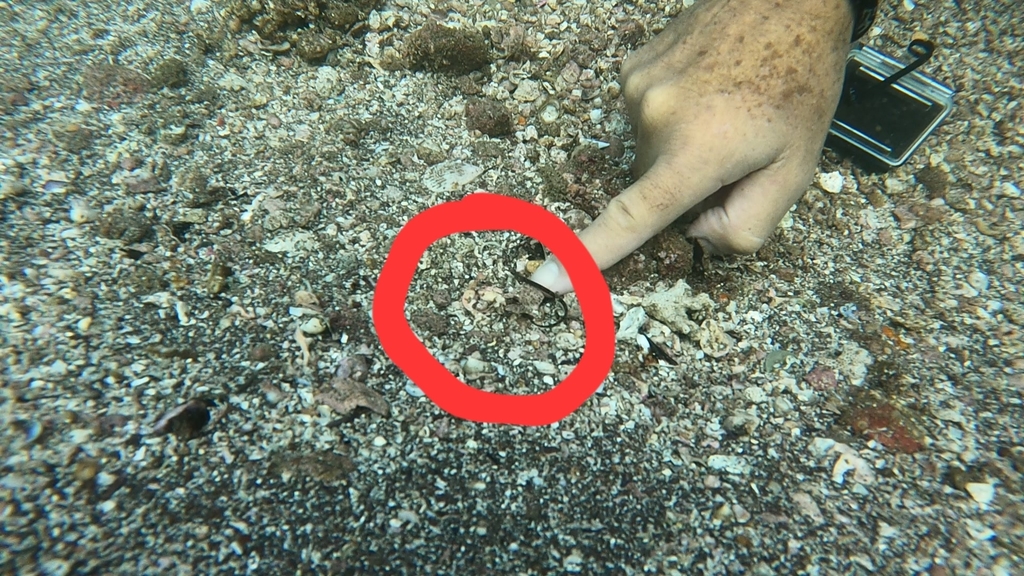Barred Pipefish