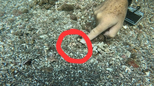 Barred Pipefish