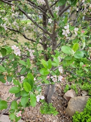 Malus ioensis texana