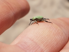 Hoplia parvula