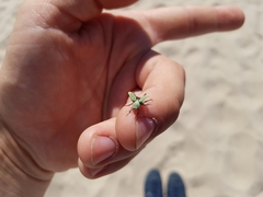 Hoplia parvula