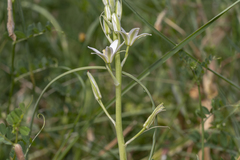 Ornithogalum narbonense