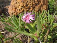 Ruschia diversifolia