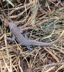 Lygodactylus capensis