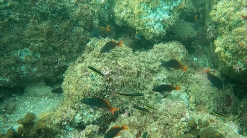Creolefish