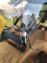 Pterophylla beltrani