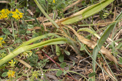 Ornithogalum narbonense
