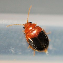 Prionocyphon discoideus