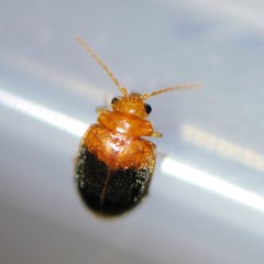 Prionocyphon discoideus