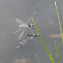 Lestes macrostigma