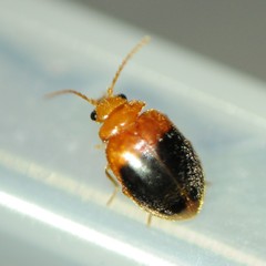 Prionocyphon discoideus