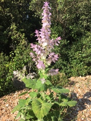 Salvia sclarea