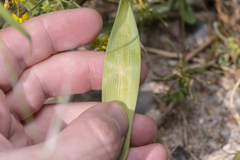 Ornithogalum narbonense