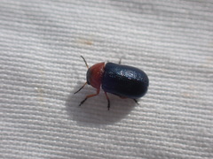 Chilotomina nigritarsis