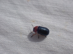 Chilotomina nigritarsis