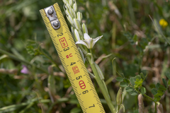 Ornithogalum narbonense