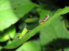 Eujivarus meridionalis