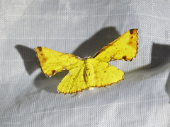 Corymica pryeri