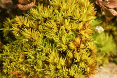 Tortella inclinata