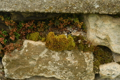 Tortella inclinata