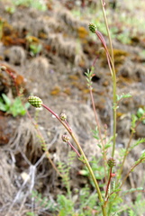 Sanguisorba minor balearica