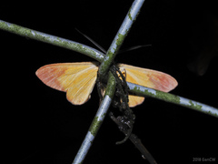 Hypochrosis binexata