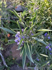 Solanum nitidum
